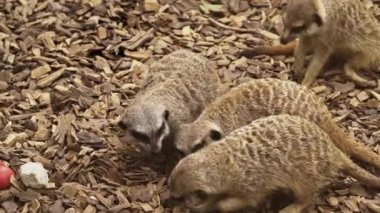 Güney Avustralya, Monarto Safari Parkı 'ndaki Meerkat..