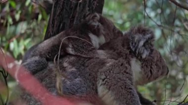 Vahşi koala ve joey ağaçta. Hanson Körfezi, Kanguru Adası, Güney Avustralya.