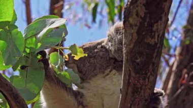 Koala vahşi doğada yaprak yiyor. Hanson Körfezi, Kanguru Adası, Güney Avustralya.