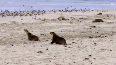 Seal Bay Koruma Parkı, Kanguru Adası, Güney Avustralya 'da Avustralya kürk foku.