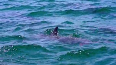 Koombana Körfezi 'nde şişe burunlu yunuslar. Bunbury, Batı Avustralya.