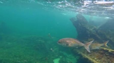Henrietta Kayalıkları 'ndaki köpekbalığı enkazında balık. Rottnest Adası, Batı Avustralya.