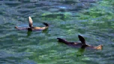 Vahşi uzun burunlu fok Batı Avustralya 'daki Rottnest Adası' nın etrafındaki sularda soğuyor..