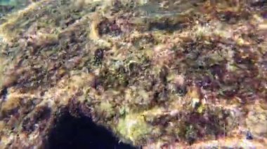 Coogee Beach 'teki Omeo Enkazı' nda balık. Perth, Batı Avustralya.