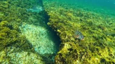 The Basin Resifi 'ndeki Redlip Morwong. Rottnest Adası, Batı Avustralya.