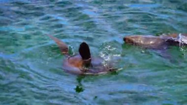 Vahşi uzun burunlu fok Batı Avustralya 'daki Rottnest Adası' nın etrafındaki sularda soğuyor..