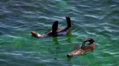 Vahşi uzun burunlu fok Batı Avustralya 'daki Rottnest Adası' nın etrafındaki sularda soğuyor..