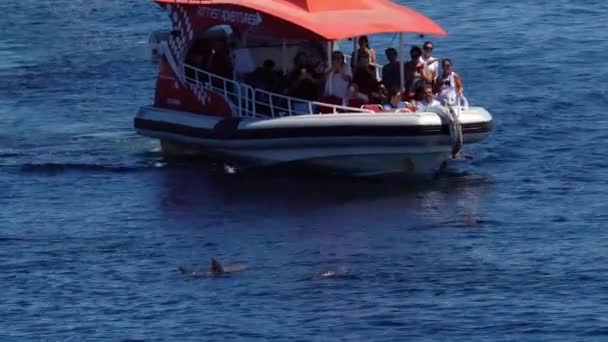 Turistas Observando Una Cápsula Delfines Crucero Isla Rottnest Australia Occidental — Vídeo de stock