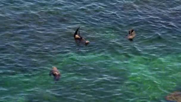 Wild Long Nosed Fur Seal Chilling Waters Rottnest Island Western — Stock Video
