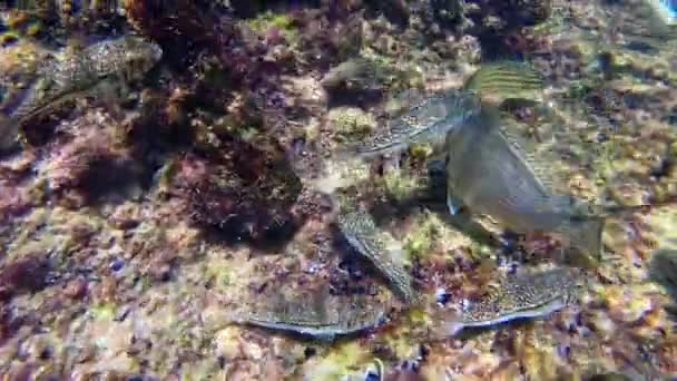 Fish Omeo Wreck Coogee Beach Perth Western Australia — Stock Video