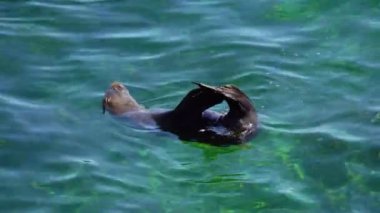 Vahşi uzun burunlu fok Batı Avustralya 'daki Rottnest Adası' nın etrafındaki sularda soğuyor..