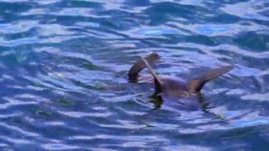 Vahşi uzun burunlu fok Batı Avustralya 'daki Rottnest Adası' nın etrafındaki sularda soğuyor..