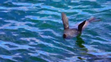 Vahşi uzun burunlu fok Batı Avustralya 'daki Rottnest Adası' nın etrafındaki sularda soğuyor..
