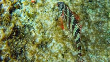 The Basin Resifi 'ndeki Redlip Morwong. Rottnest Adası, Batı Avustralya.