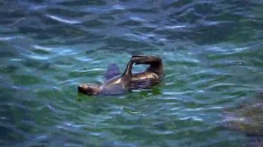 Vahşi uzun burunlu fok Batı Avustralya 'daki Rottnest Adası' nın etrafındaki sularda soğuyor..