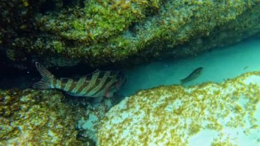 The Basin Resifi 'ndeki Redlip Morwong. Rottnest Adası, Batı Avustralya.