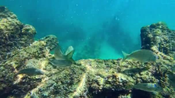 Fish Omeo Wreck Coogee Beach Perth Western Australia — Stock Video
