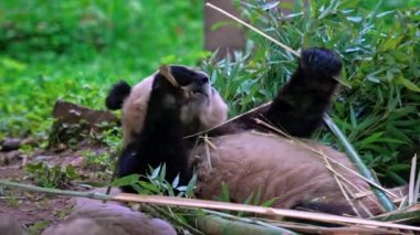 Dev panda bambu yiyor Dujiangyan Panda Üssü, Sichuan, Çin.