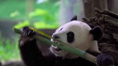 Dev panda bambu yiyor Dujiangyan Panda Üssü, Sichuan, Çin.