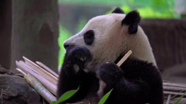 Dev panda bambu yiyor Dujiangyan Panda Üssü, Sichuan, Çin.