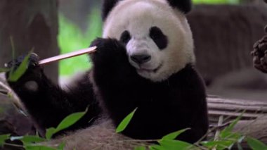 Dev panda bambu yiyor Dujiangyan Panda Üssü, Sichuan, Çin.