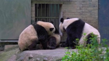 Dev pandalar birbirleriyle oynuyorlar, Dujiangyan Panda Üssü, Sichuan, Çin.