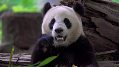 Dev panda bambu yiyor Dujiangyan Panda Üssü, Sichuan, Çin.