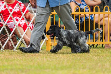 Darwin, Avustralya - 27 Temmuz 2024: Cocker Spaniel 2024 Royal Darwin Show 'da köpek konformasyonunda yarışıyor.