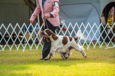 Darwin, Avustralya - 27 Temmuz 2024: İngiliz Springer Spaniel 2024 Royal Darwin Show 'da köpek konformasyonunda yarışıyor.