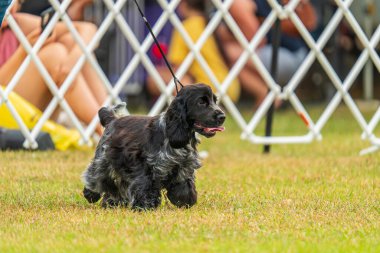 Cocker Spaniel 2024 Royal Darwin Show 'da köpek konformasyonunda yarışıyor..