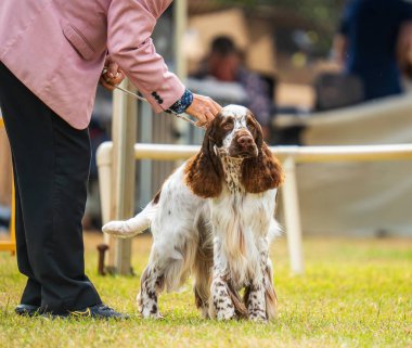 Darwin, Avustralya - 27 Temmuz 2024: İngiliz Springer Spaniel 2024 Royal Darwin Show 'da köpek konformasyonunda yarışıyor.
