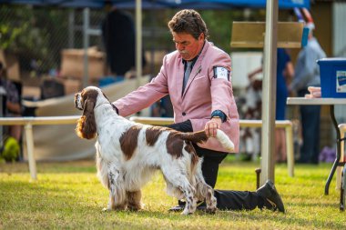 Darwin, Avustralya - 27 Temmuz 2024: İngiliz Springer Spaniel 2024 Royal Darwin Show 'da köpek konformasyonunda yarışıyor.