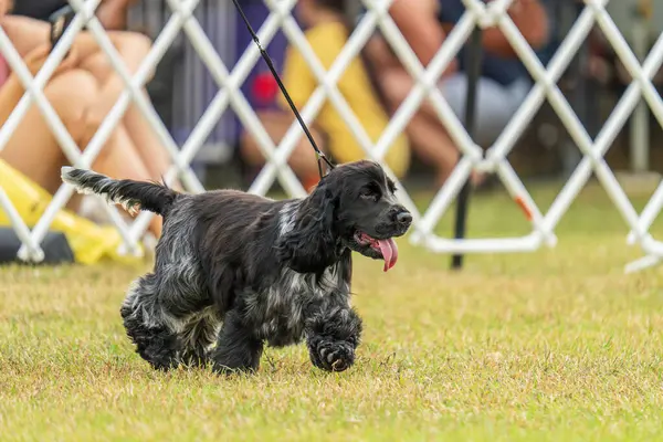 Cocker Spaniel 2024 Royal Darwin Show 'da köpek konformasyonunda yarışıyor..