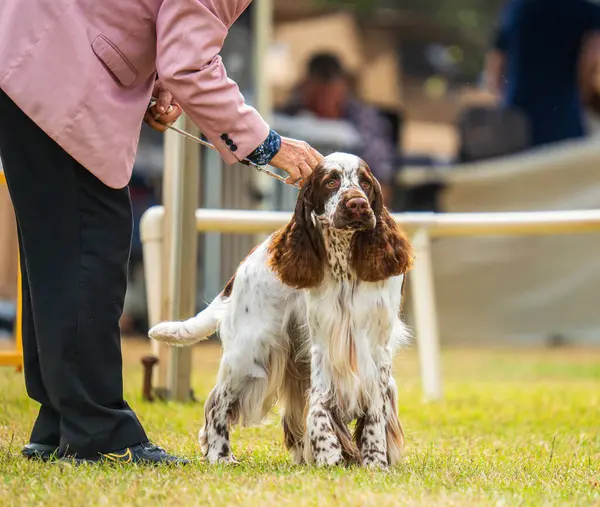 stock image Darwin, Australia - 27 July 2024: English Springer Spaniel competing in dog conformation at the 2024 Royal Darwin Show.