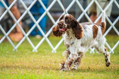 İngiliz Springer Spaniel 2024 Royal Darwin Show 'da köpek konformasyonunda yarışıyor..
