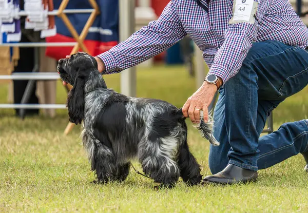 Darwin, Avustralya - 27 Temmuz 2024: Cocker Spaniel 2024 Royal Darwin Show 'da köpek konformasyonunda yarışıyor.