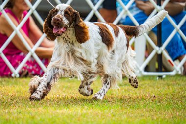 İngiliz Springer Spaniel 2024 Royal Darwin Show 'da köpek konformasyonunda yarışıyor..