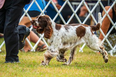 Darwin, Avustralya - 27 Temmuz 2024: İngiliz Springer Spaniel 2024 Royal Darwin Show 'da köpek konformasyonunda yarışıyor.