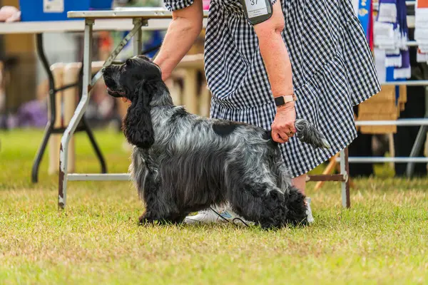 Darwin, Avustralya - 27 Temmuz 2024: Cocker Spaniel 2024 Royal Darwin Show 'da köpek konformasyonunda yarışıyor.