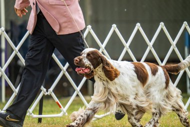 Darwin, Avustralya - 27 Temmuz 2024: İngiliz Springer Spaniel 2024 Royal Darwin Show 'da köpek konformasyonunda yarışıyor.