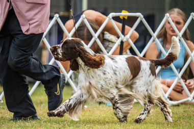 Darwin, Avustralya - 27 Temmuz 2024: İngiliz Springer Spaniel 2024 Royal Darwin Show 'da köpek konformasyonunda yarışıyor.