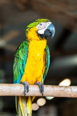 Portrait of a blue-and-yellow macaw.