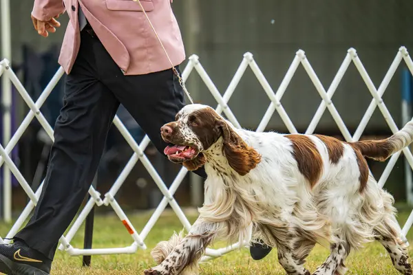 Darwin, Avustralya - 27 Temmuz 2024: İngiliz Springer Spaniel 2024 Royal Darwin Show 'da köpek konformasyonunda yarışıyor.