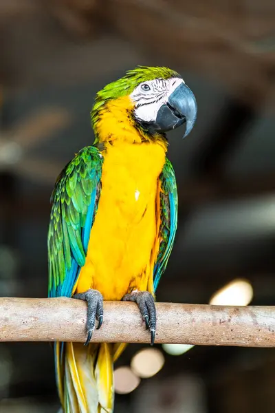 Stock image Portrait of a blue-and-yellow macaw.