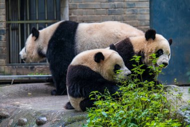 Dev pandalar birbirleriyle oynuyorlar, Dujiangyan Panda Üssü, Sichuan, Çin.