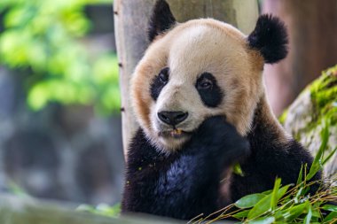 Dev panda bambu yiyor Dujiangyan Panda Üssü, Sichuan, Çin.