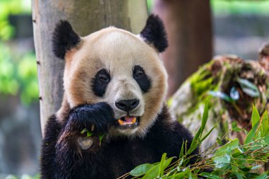 Dev panda bambu yiyor Dujiangyan Panda Üssü, Sichuan, Çin.