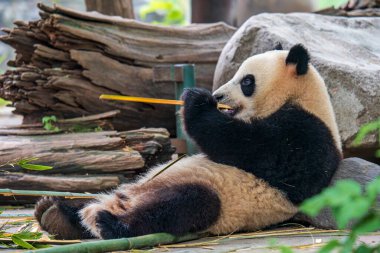 Dev panda bambu yiyor Dujiangyan Panda Üssü, Sichuan, Çin.