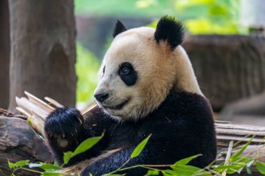 Dev panda bambu yiyor Dujiangyan Panda Üssü, Sichuan, Çin.