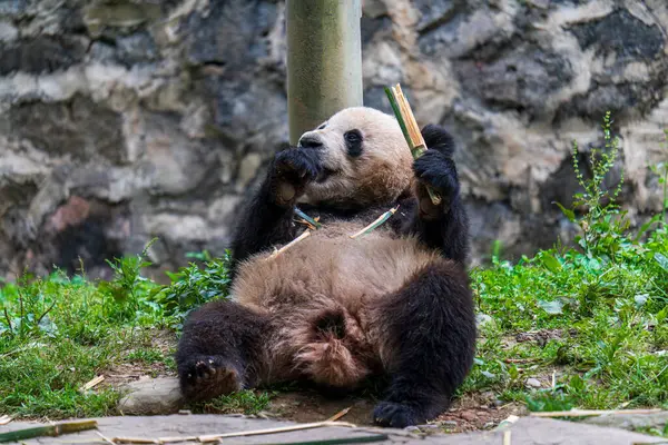 stock image Giant panda eating bamboo at Dujiangyan Panda Base, Sichuan, China.